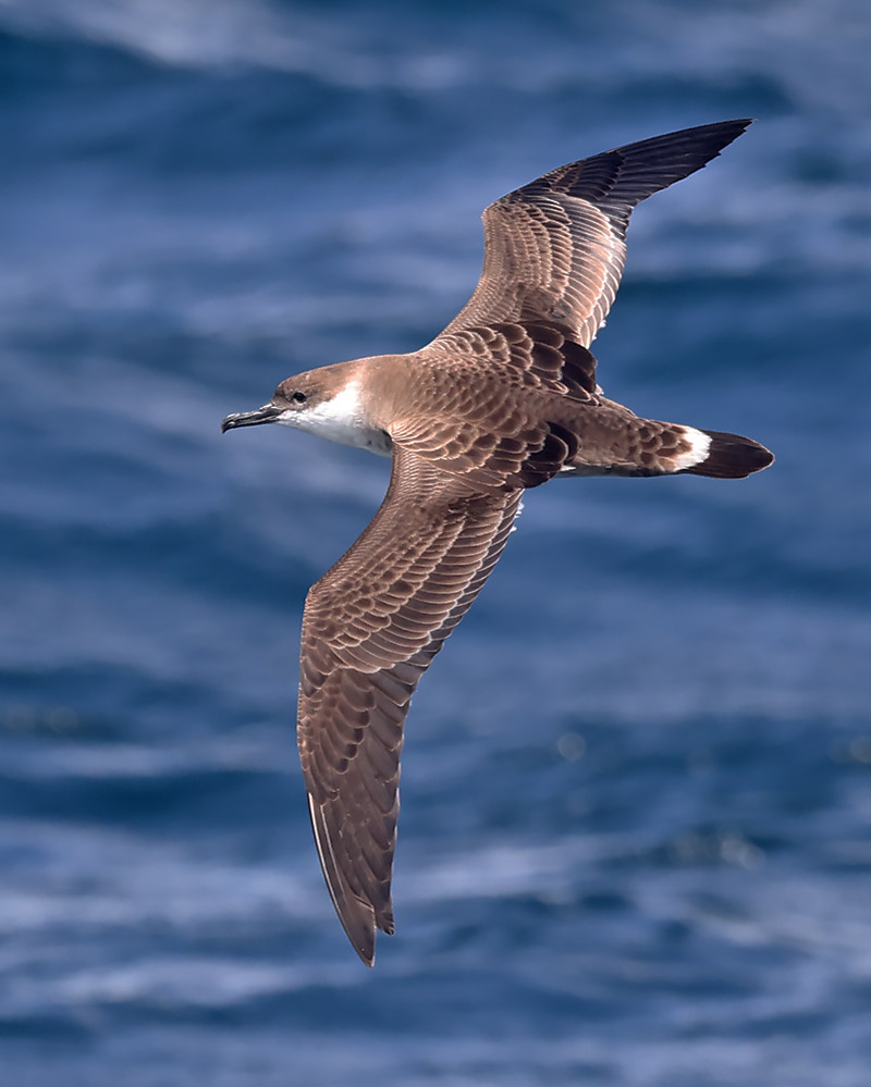 Great shearwater